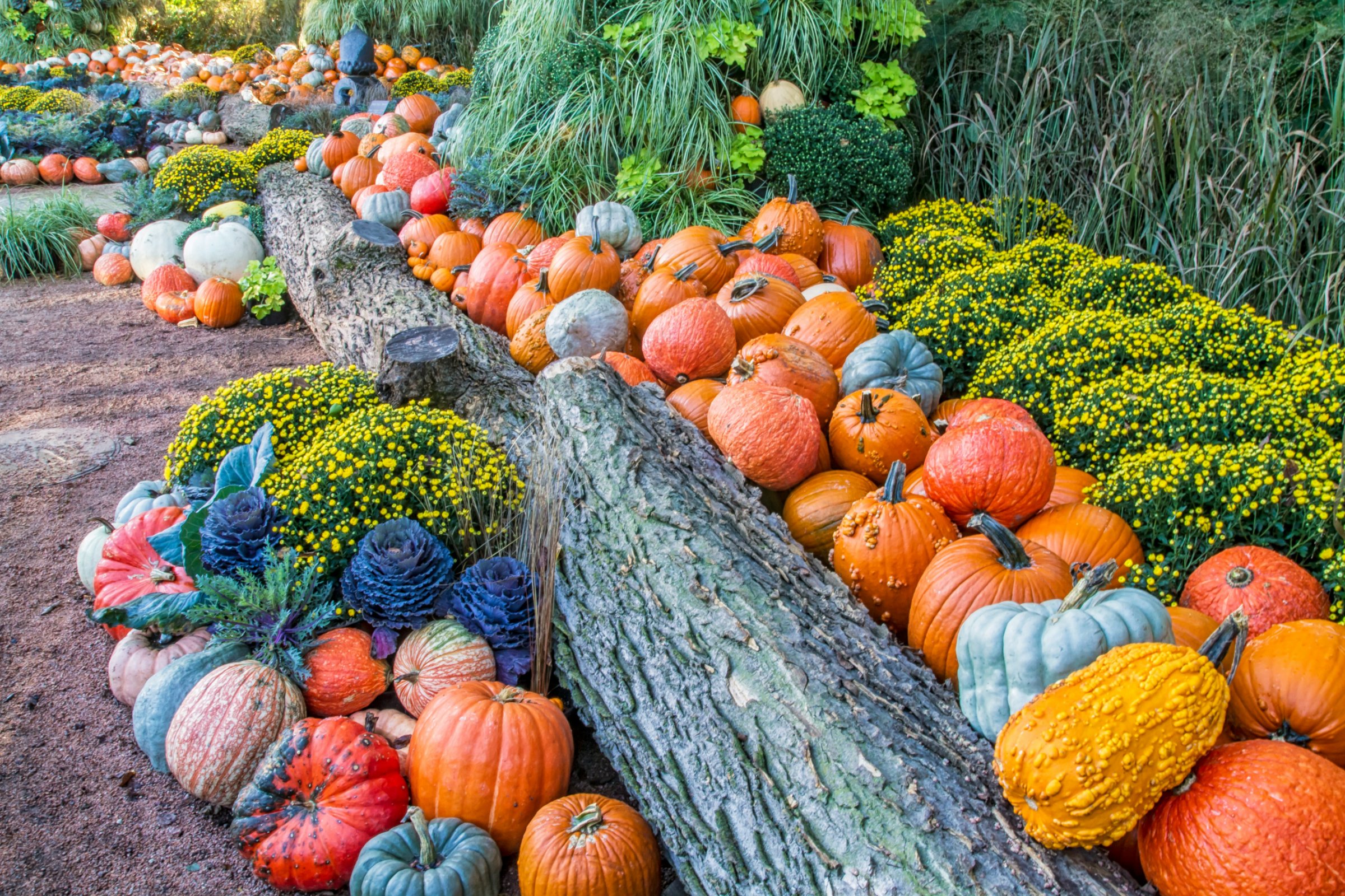 Northern VA Wholesale Growers Market Oct 3
