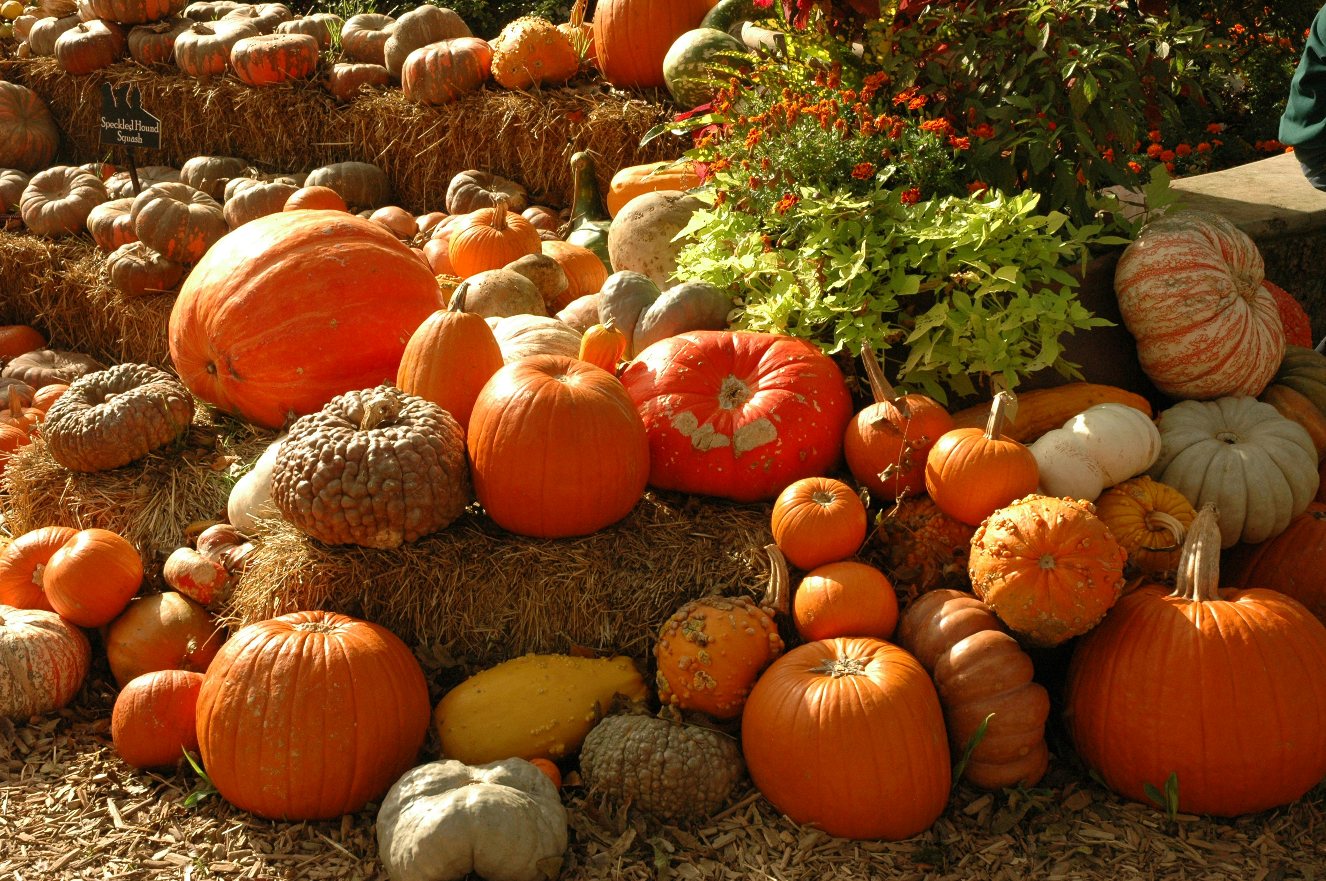 Northern VA Wholesale Growers Market Oct 17