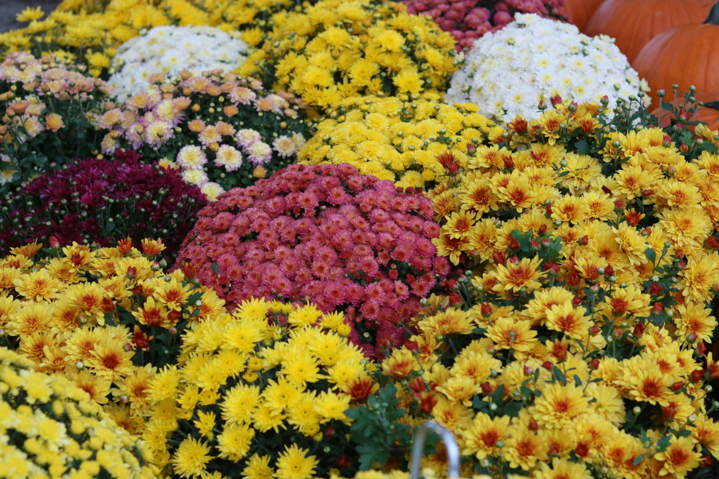 Northern VA Wholesale Growers Market Sept 12